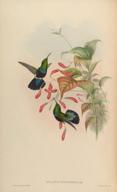 Eulampis chlorolaemus = Eulampis holosericeus chlorolaemus by John Gould